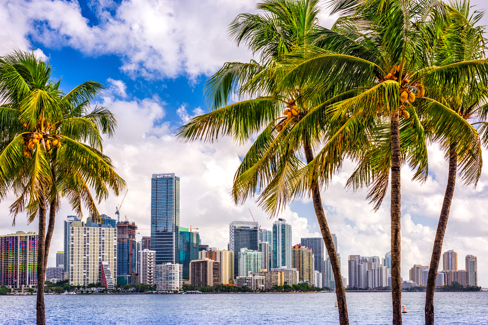 Miami skyline with palm trees