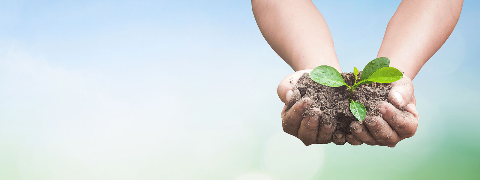 Hands holding plant and dirt